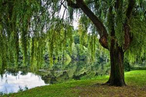 Colegio de Medicina Alternativa Sabina