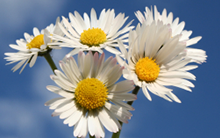 Maestría en Medio Ambiente y Desarrollo Sustentable