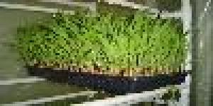 Sistema Ornamental Y Agropecuario