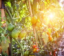 agricultura orgánica